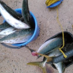 ジャイアントドックX